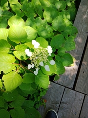 Hydrangea hydrangeoides