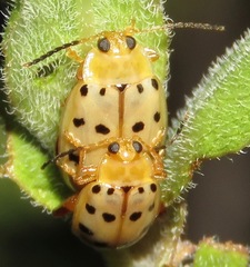 Walterianella durangoensis