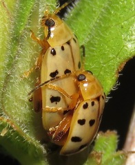 Walterianella durangoensis