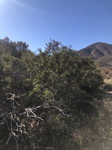 Quercus berberidifolia × dumosa
