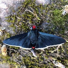 Elbella intersecta