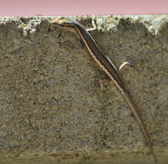 Cryptoblepharus virgatus