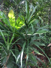 Dracaena angustifolia