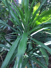 Dracaena angustifolia