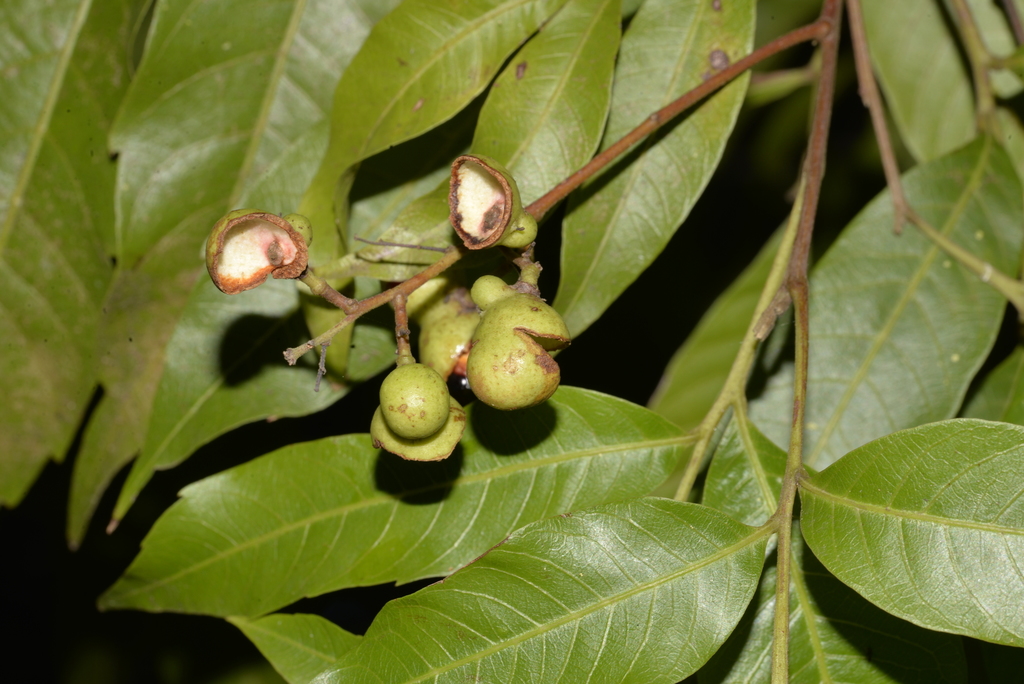 Wild Quince
