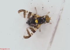 Rhagoletis cerasi