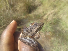 Ptychadena oxyrhynchus
