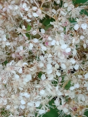 Filipendula camtschatica