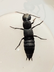 Ocypus olens