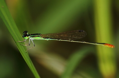Agriocnemis femina