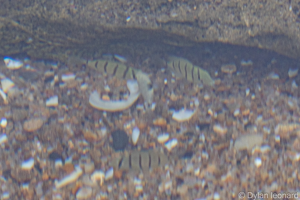Convict surgeonfish