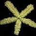 Dactyloctenium aegyptium - Photo (c) Roddy CJ Ward, μερικά δικαιώματα διατηρούνται (CC BY-NC), uploaded by Roddy CJ Ward