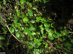 Centella callioda