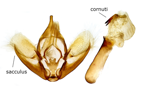 Spear-marked Black Moth