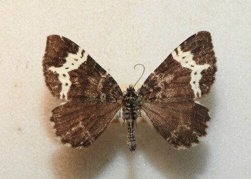 Spear-marked Black Moth