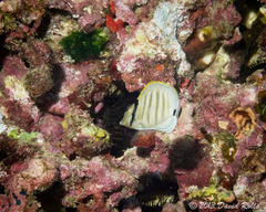 Chaetodon multicinctus