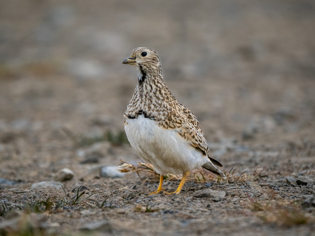 Small Seedsnipes