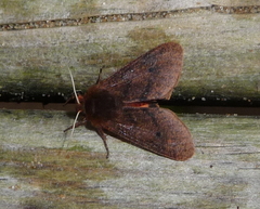 Phragmatobia assimilans