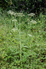 Cnidium dauricum