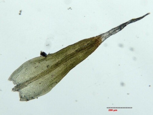 Schistidium teretinerve, 2024-11-13