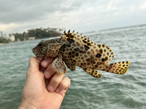 Barred-chest grouper (Epinephelus faveatus) — Serranidae — 2