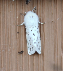 Spilosoma dubia