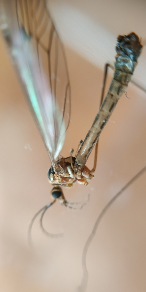 Nephrotoma tenuipes