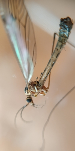 Nephrotoma tenuipes