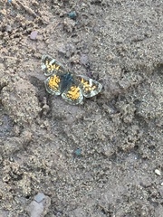 Phyciodes tharos image