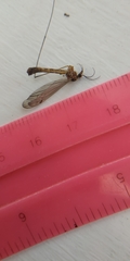 Nephrotoma tenuipes