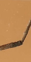 Nephrotoma tenuipes