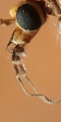 Nephrotoma tenuipes