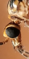 Nephrotoma tenuipes
