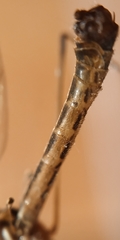 Nephrotoma tenuipes