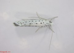 Yponomeuta multipunctella