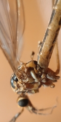 Nephrotoma tenuipes