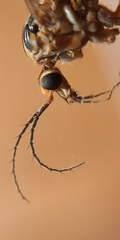 Nephrotoma tenuipes