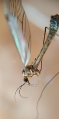 Nephrotoma tenuipes