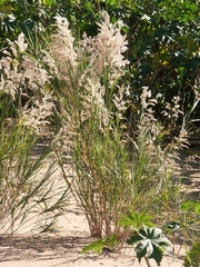 Phragmites mauritianus