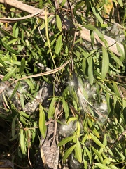 Secamone filiformis