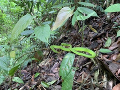Trimeresurus popeiorum