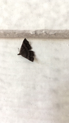 Phalaenostola larentioides