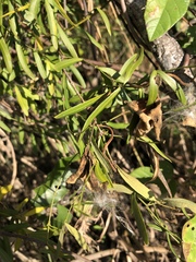 Secamone filiformis