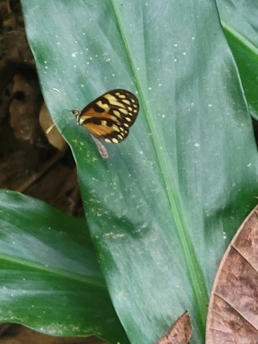 Ithomia celemia