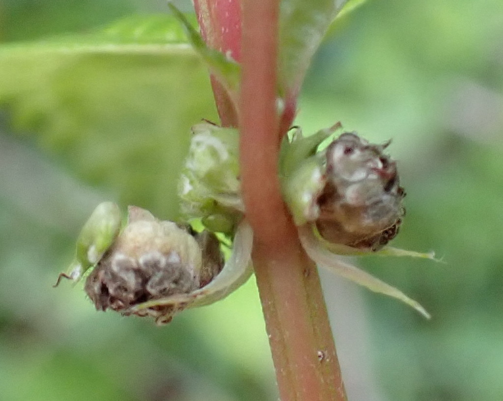 Stingless Nettle from Bloukrans Pass, Sarah Baartman District ...