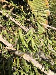 Secamone filiformis