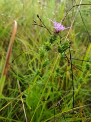 Liatris hirsuta