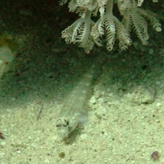 Gnatholepis