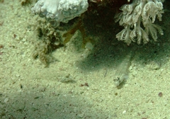 Fusigobius