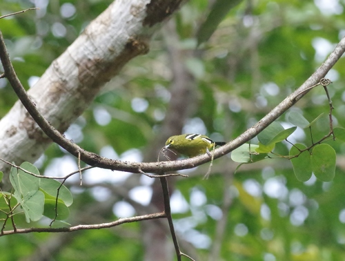 Aegithina viridissima